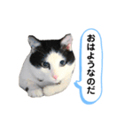 黒助の日常（個別スタンプ：1）