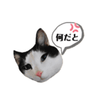 黒助の日常（個別スタンプ：5）