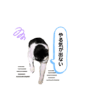 黒助の日常（個別スタンプ：7）