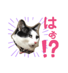 黒助の日常（個別スタンプ：10）