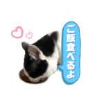 黒助の日常（個別スタンプ：11）