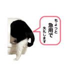 黒助の日常（個別スタンプ：13）