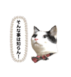 黒助の日常（個別スタンプ：15）