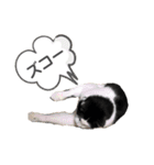 黒助の日常（個別スタンプ：16）