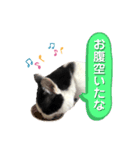 黒助の日常（個別スタンプ：20）
