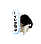 黒助の日常（個別スタンプ：22）