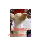 しずあずコンビ 毎日元気！！（個別スタンプ：10）
