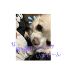 しずあずコンビ 毎日元気！！（個別スタンプ：13）