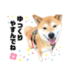 柴犬ゆき0715②（個別スタンプ：2）