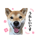 柴犬ゆき0715②（個別スタンプ：3）