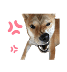 柴犬ゆき0715②（個別スタンプ：12）