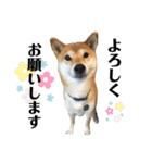 柴犬ゆき0715②（個別スタンプ：13）
