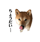 柴犬ゆき0715②（個別スタンプ：14）