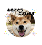 柴犬ゆき0715②（個別スタンプ：15）