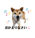 柴犬ゆき0715②（個別スタンプ：17）