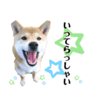 柴犬ゆき0715②（個別スタンプ：19）