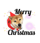 柴犬ゆき0715②（個別スタンプ：24）