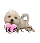 【日常】チワマルのあんじ（個別スタンプ：5）