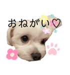 【日常】チワマルのあんじ（個別スタンプ：16）
