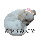 【日常】チワマルのあんじ（個別スタンプ：17）