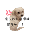 【日常】チワマルのあんじ（個別スタンプ：19）