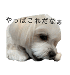 【日常】チワマルのあんじ（個別スタンプ：26）