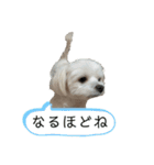 【日常】チワマルのあんじ（個別スタンプ：27）
