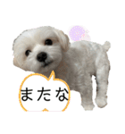 【日常】チワマルのあんじ（個別スタンプ：30）