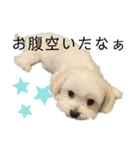 【日常】チワマルのあんじ（個別スタンプ：36）