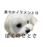 【日常】チワマルのあんじ（個別スタンプ：40）