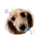 Cocoa’sすたんぷ（個別スタンプ：5）