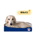 白いダックスの独り言 2 〜挨拶編〜（個別スタンプ：2）