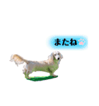白いダックスの独り言 2 〜挨拶編〜（個別スタンプ：5）