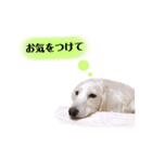 白いダックスの独り言 2 〜挨拶編〜（個別スタンプ：6）