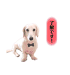 白いダックスの独り言 2 〜挨拶編〜（個別スタンプ：9）