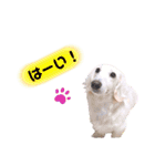 白いダックスの独り言 2 〜挨拶編〜（個別スタンプ：10）