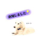 白いダックスの独り言 2 〜挨拶編〜（個別スタンプ：11）
