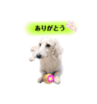 白いダックスの独り言 2 〜挨拶編〜（個別スタンプ：15）