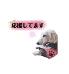 白いダックスの独り言 2 〜挨拶編〜（個別スタンプ：16）