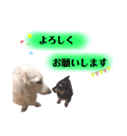 白いダックスの独り言 2 〜挨拶編〜（個別スタンプ：18）