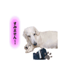白いダックスの独り言 2 〜挨拶編〜（個別スタンプ：20）