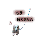 白いダックスの独り言 2 〜挨拶編〜（個別スタンプ：23）