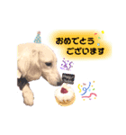 白いダックスの独り言 2 〜挨拶編〜（個別スタンプ：24）