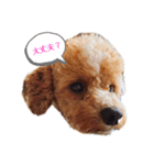 うちのファーニー③（個別スタンプ：2）