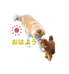 うちのファーニー③（個別スタンプ：6）