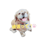 ノアル2（個別スタンプ：13）