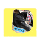 ワンとニャ（個別スタンプ：2）