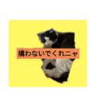 ワンとニャ（個別スタンプ：13）