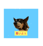 ワンとニャ（個別スタンプ：19）