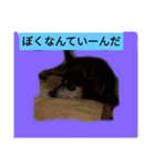 ワンとニャ（個別スタンプ：22）
